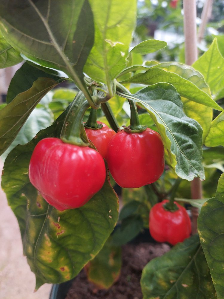 Habanero Acı Sos