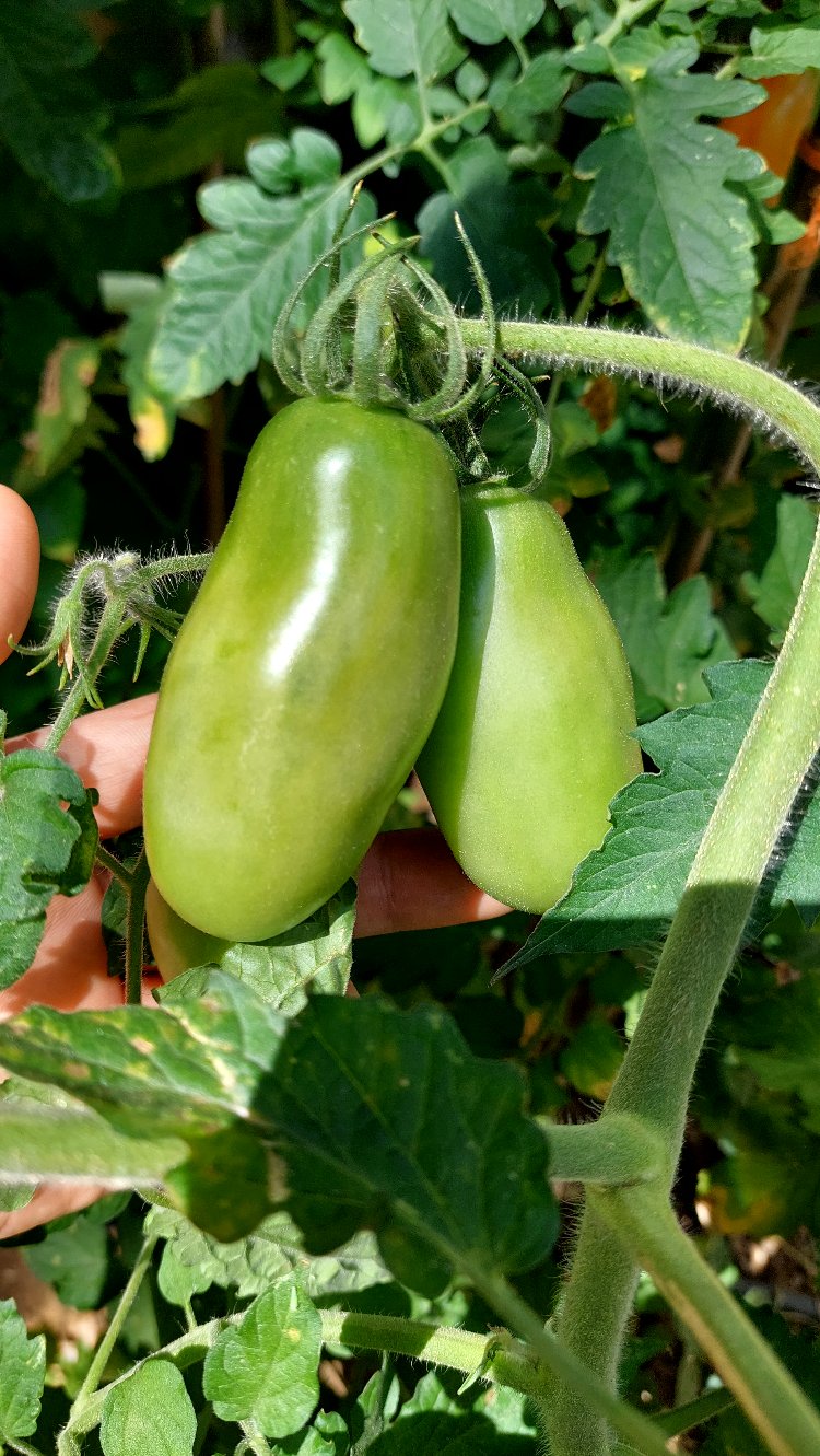Jalapeno & San Marzano Sos