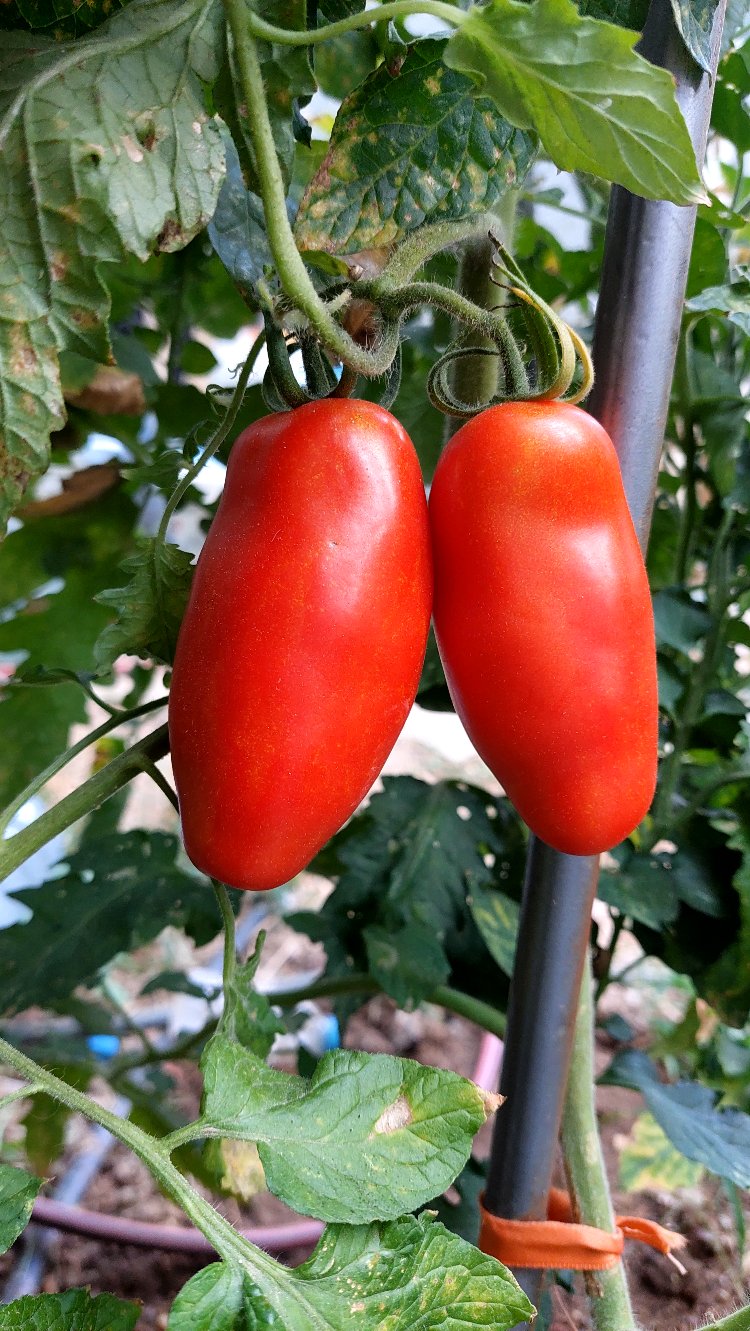 Red Habanero & San Marzano Sos