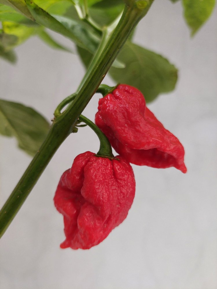 Ghost Pepper Acı Sos