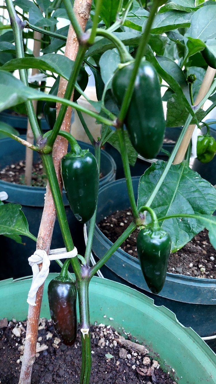 Jalapeno & San Marzano Sos