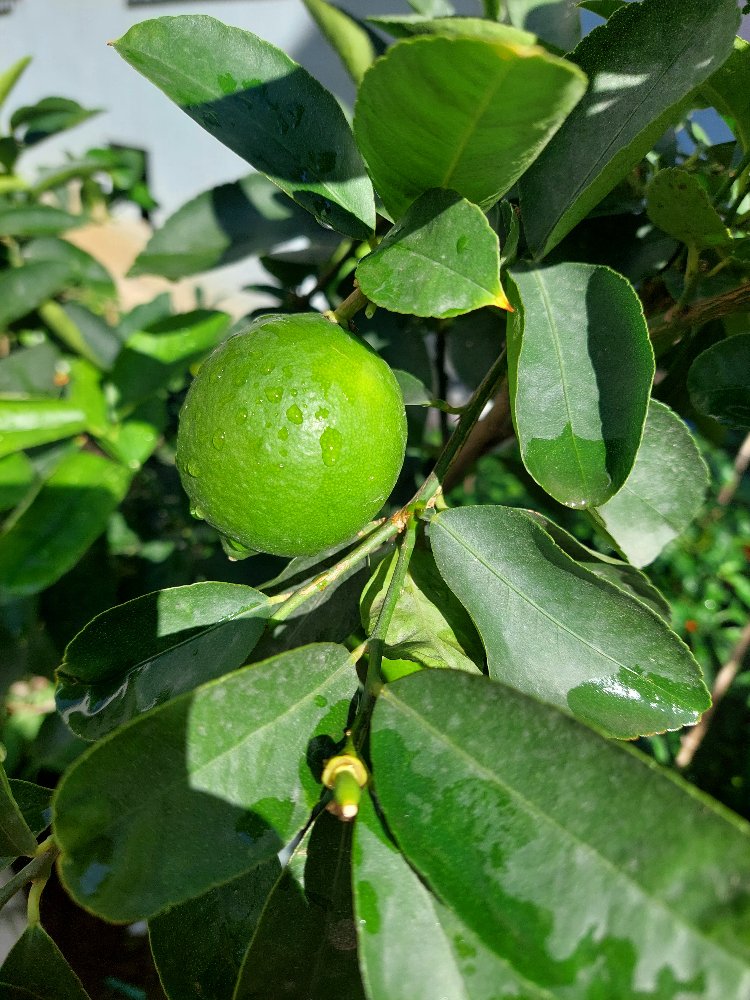 Habanero & Lime Limon Sos