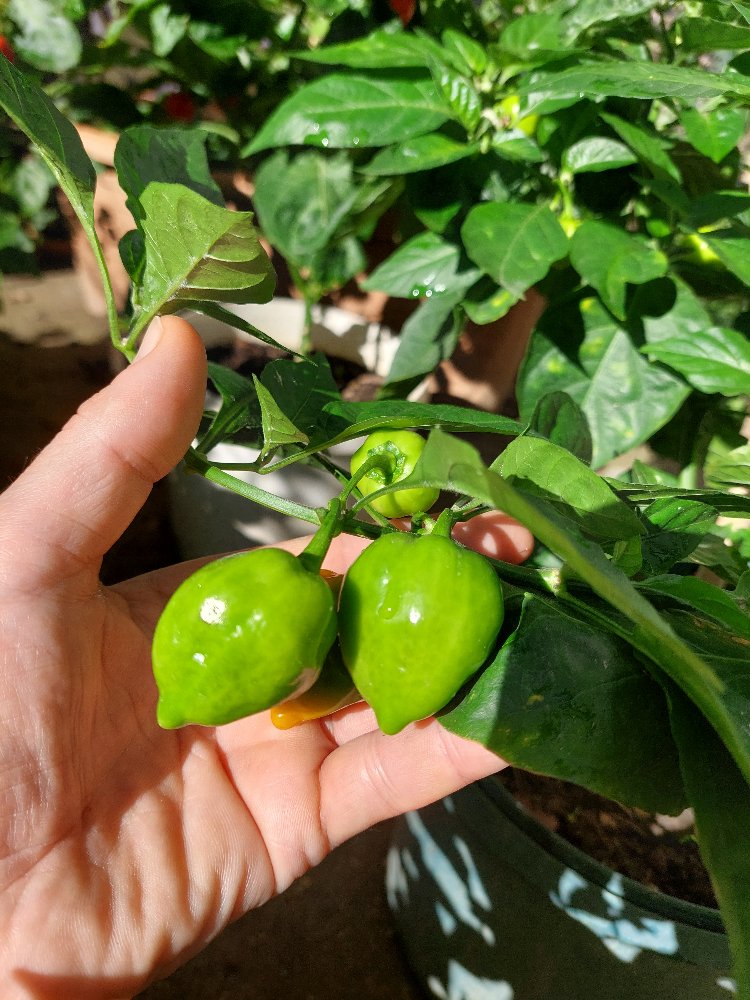 Habanero & Lime Limon Sos
