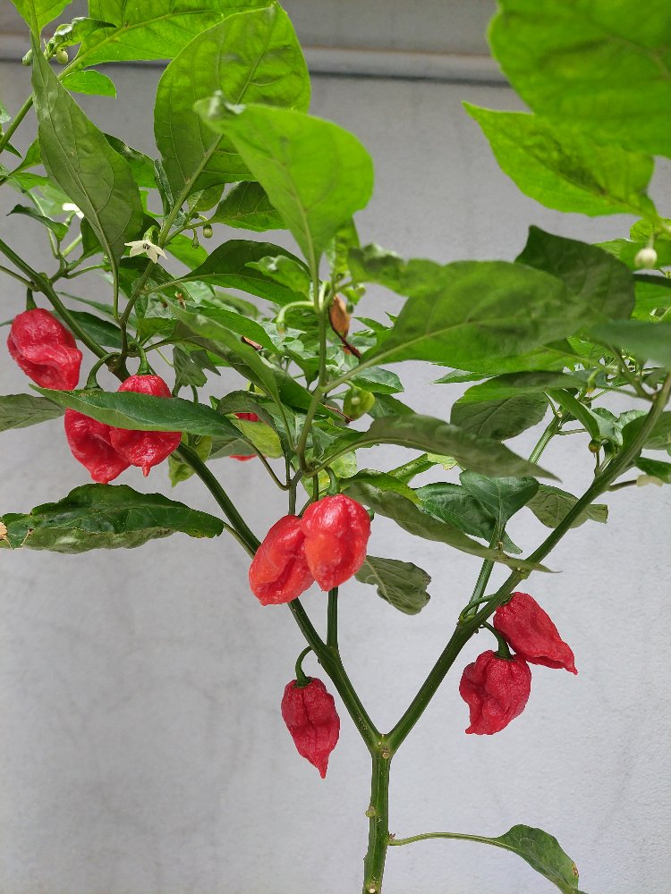 Ghost Pepper Acı Sos