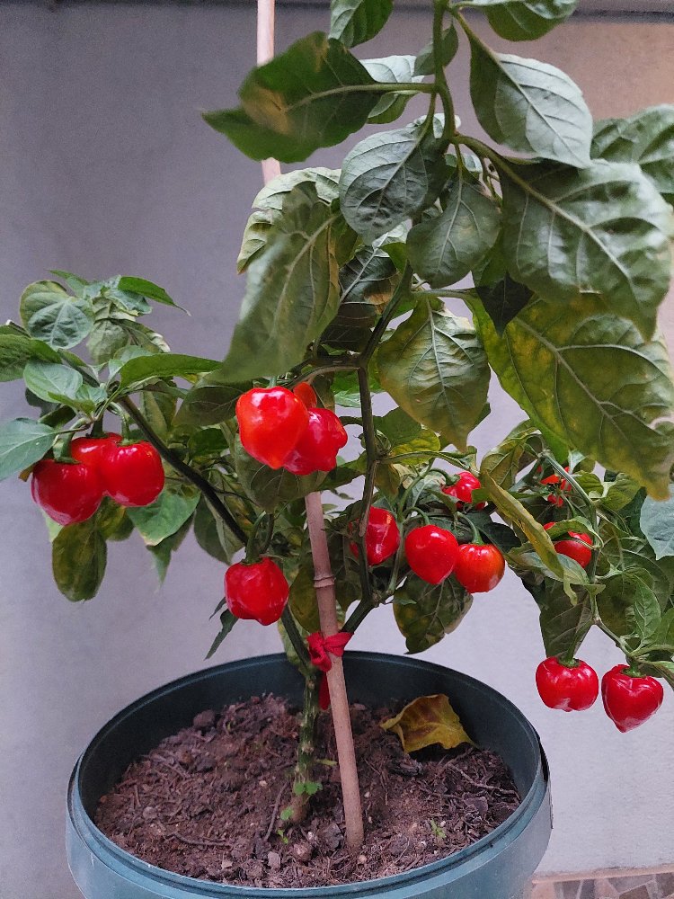 Habanero Acı Sos