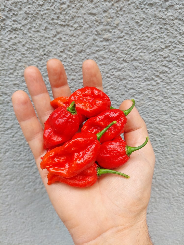 Ghost Pepper Acı Sos