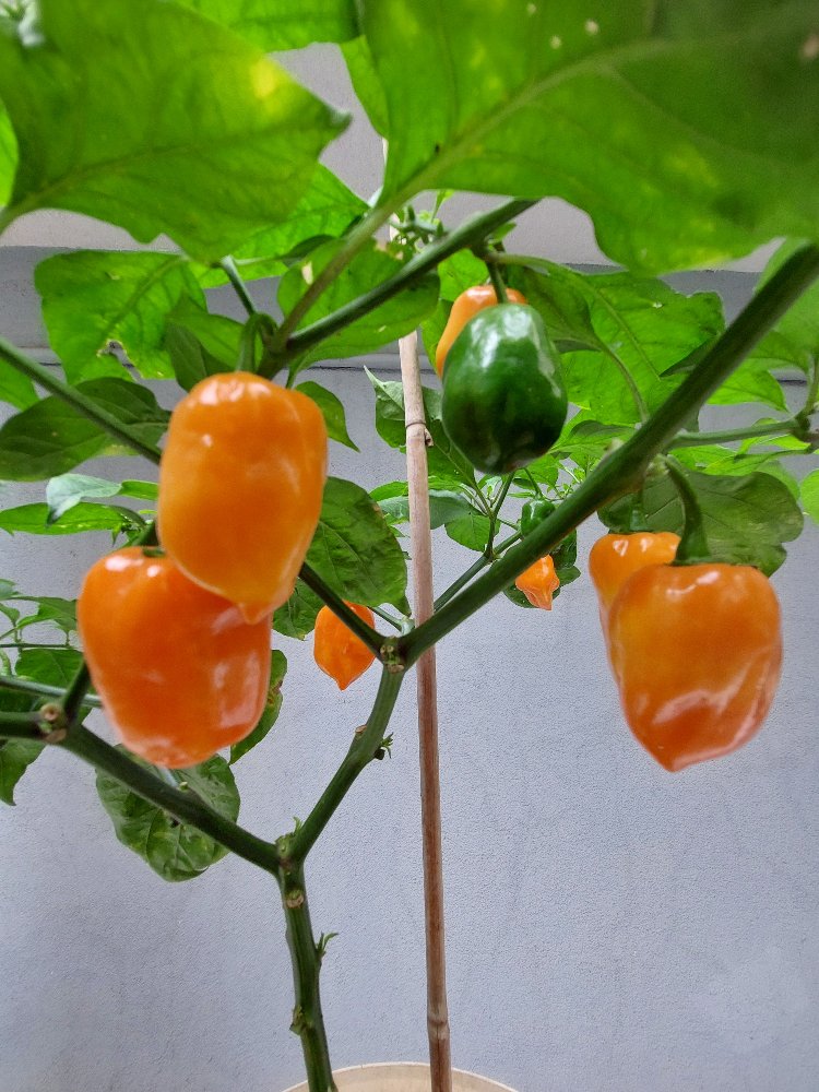 Ananas & Mango & Habanero Sos