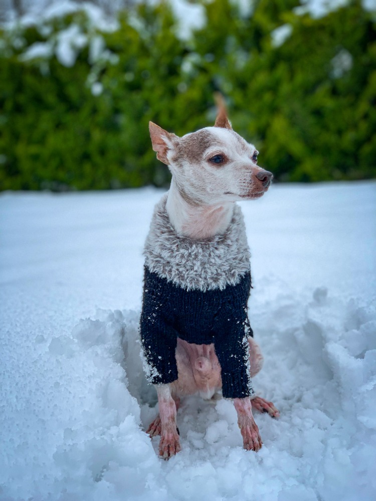 Arctic Fluffy Siyah Kazak
