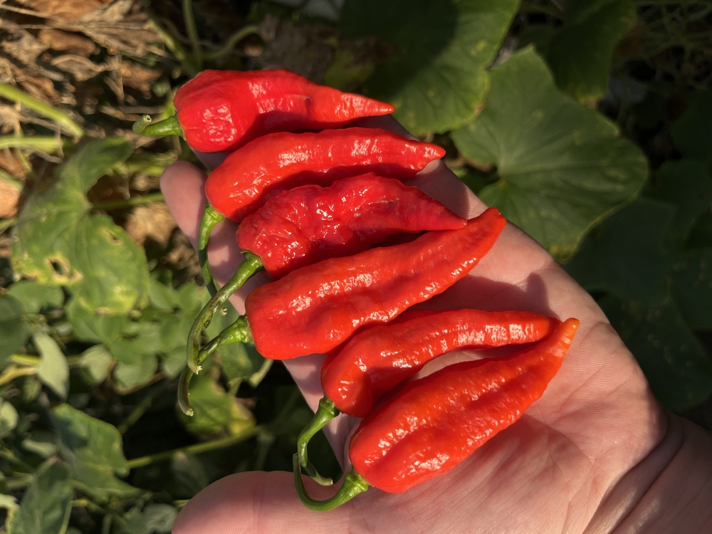 B-391-Bedlamite Jalapeno