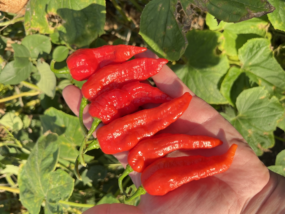 B-391-Bedlamite Jalapeno