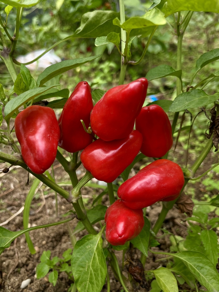 B-427-Numex Memorial Red