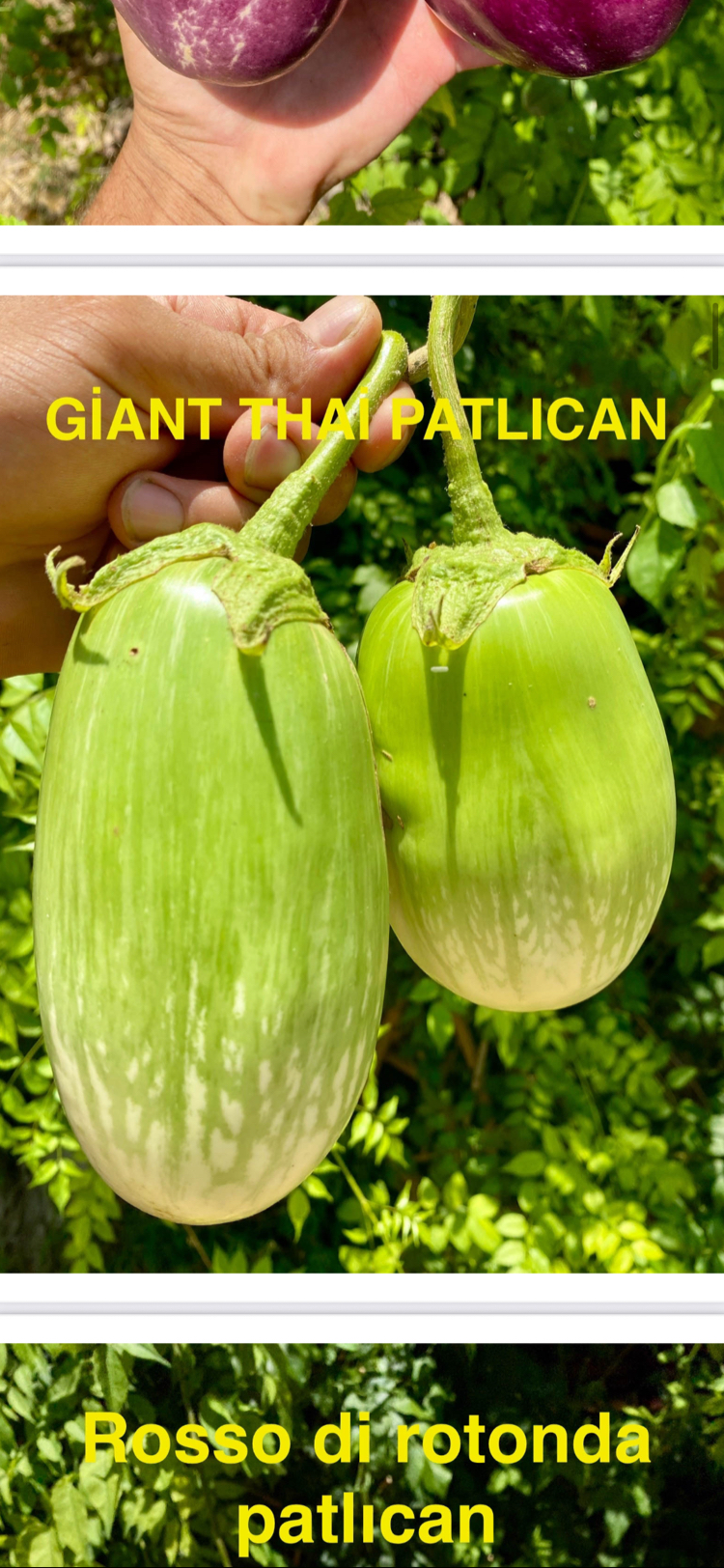 P-39-Giant Thai patlıcan