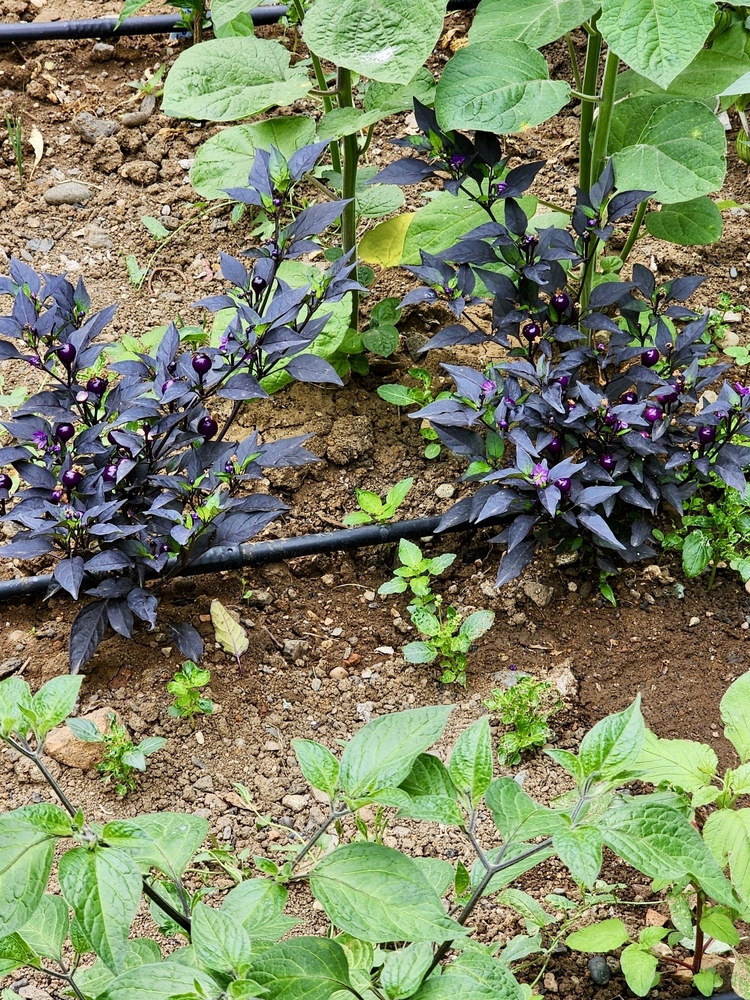 B-345-Midwest Midnight (Purple Flash x )