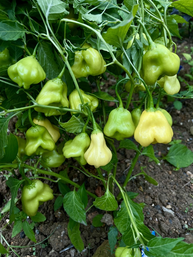 B-403-Aji Fantasy