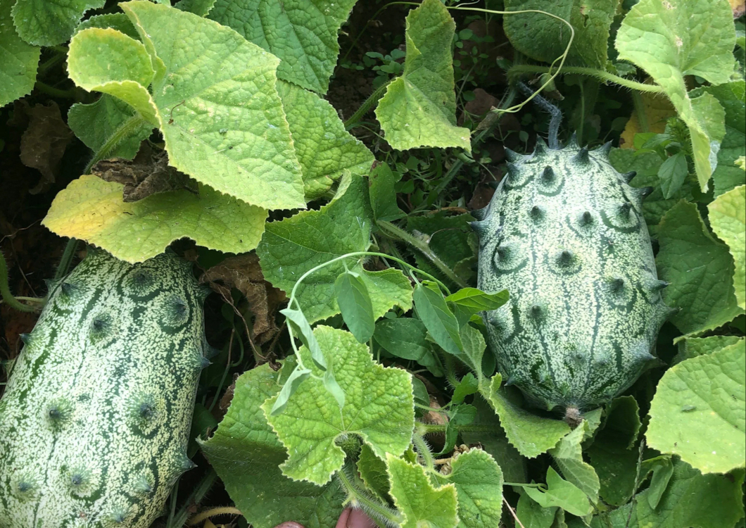 Kiwano