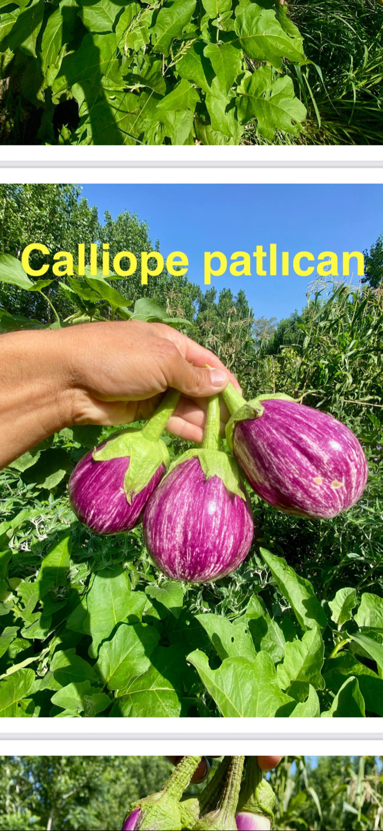 P-41-Calliope Patlıcan