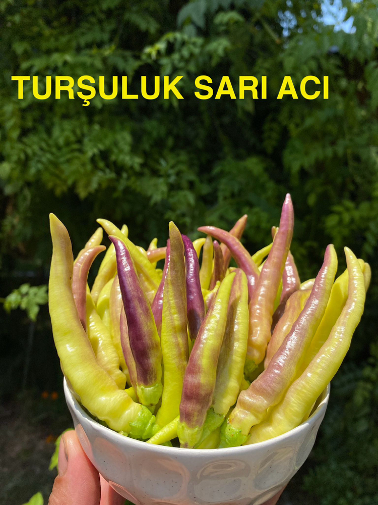 B-432-Turşuluk Sarı Acı
