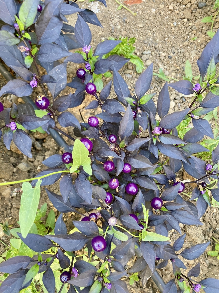 B-345-Midwest Midnight (Purple Flash x )