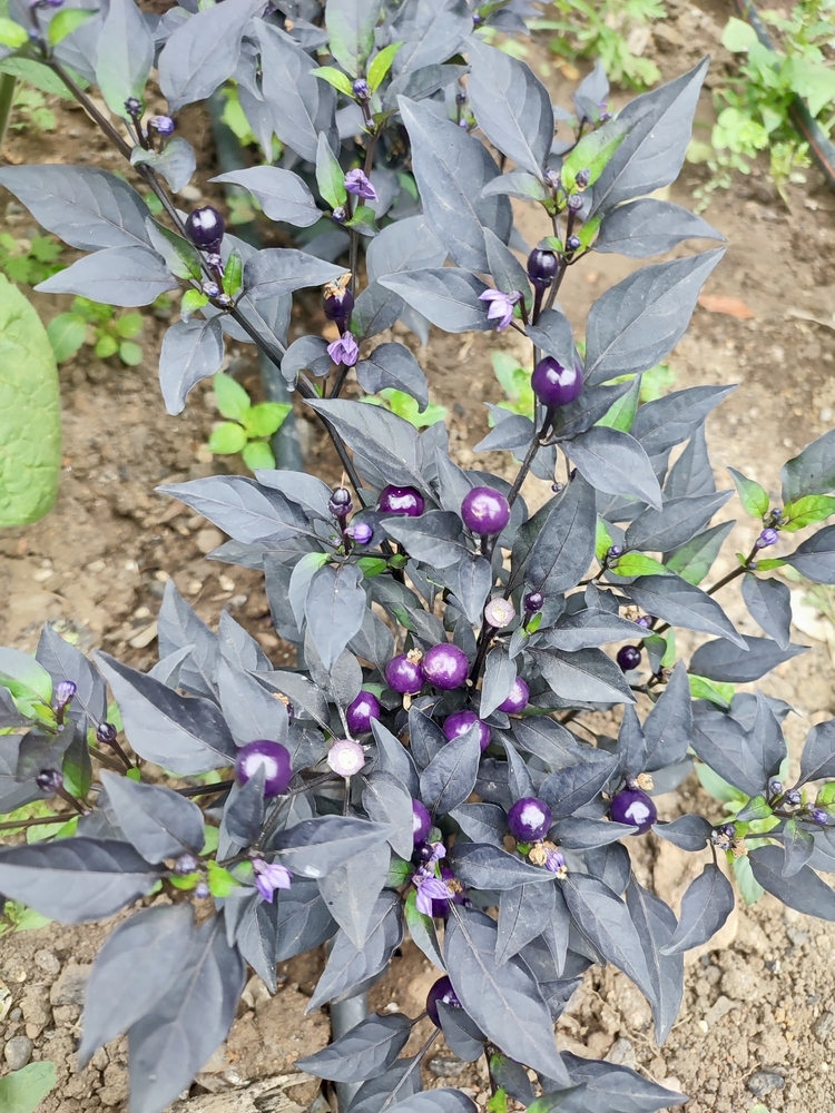 B-345-Midwest Midnight (Purple Flash x )