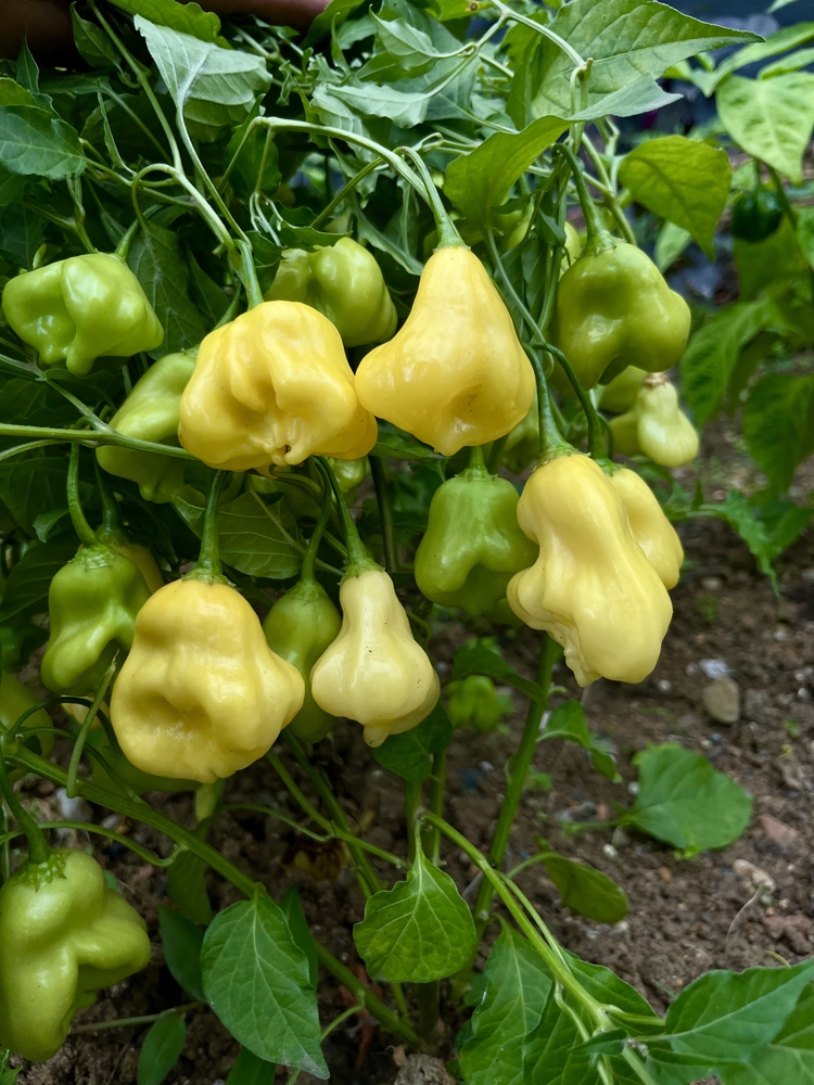 B-403-Aji Fantasy