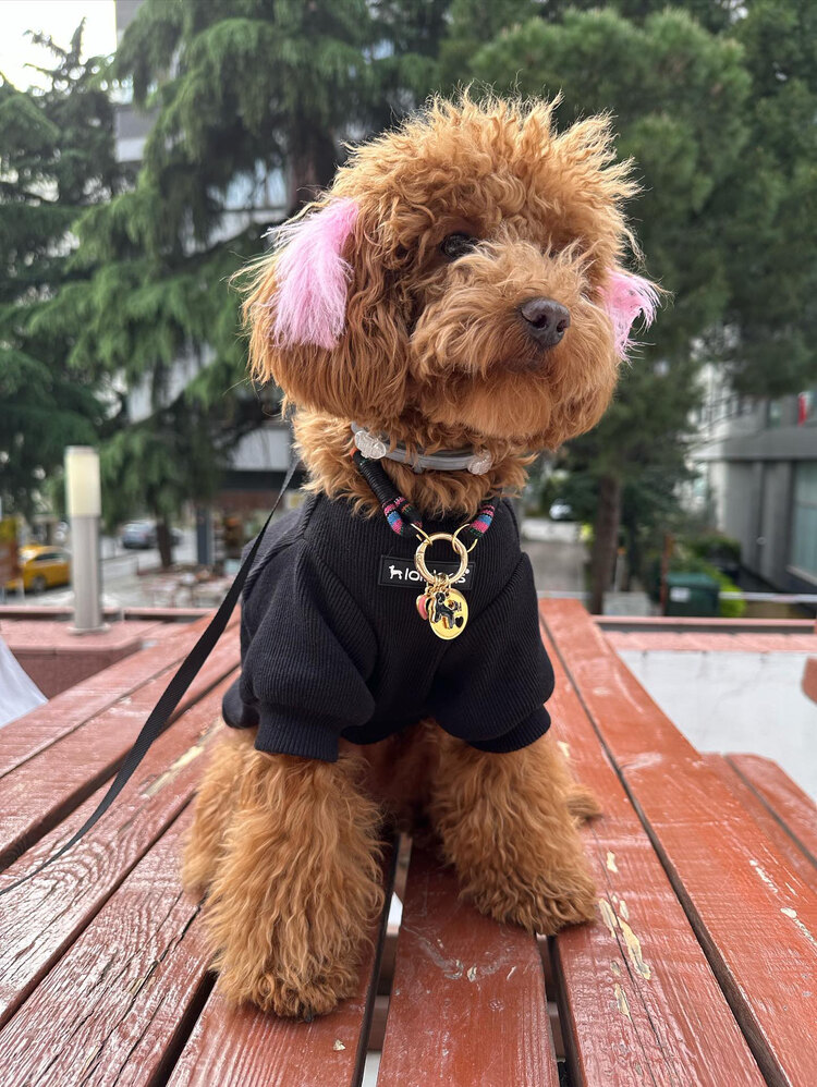 Tokyo Paw Co Kedi Köpek Charmlı Kolye - Siyah Köpek ve Kalpler