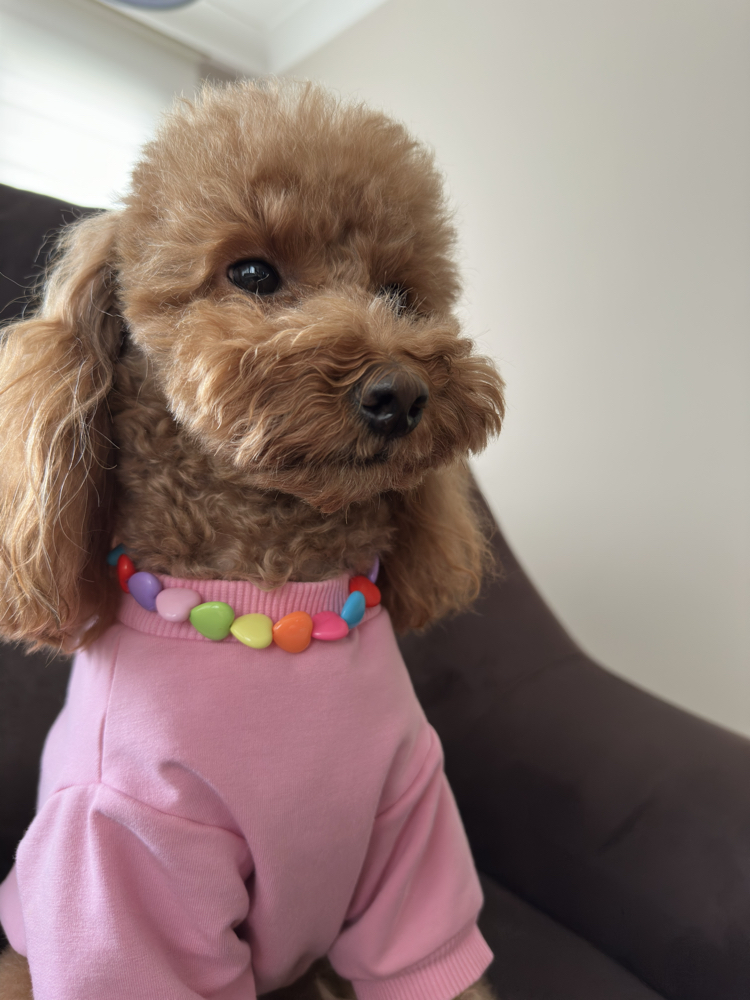 Kedi Köpek Renkli Kalpli Bonibon Kolye