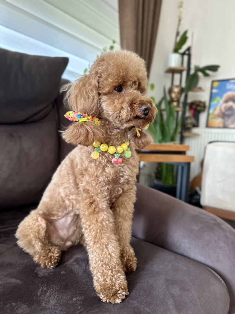 Kedi Köpek Boncuklu Kolye Parlak Sarı