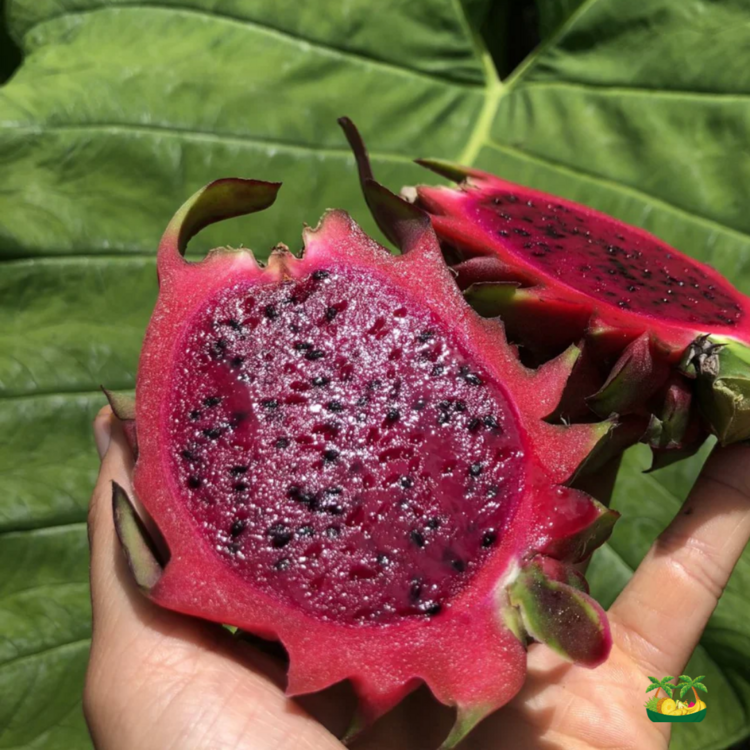 EJDER MEYVESİ KAMPANYA! 1kg alana 1kg bedava (tropikal meyve hediyeli)