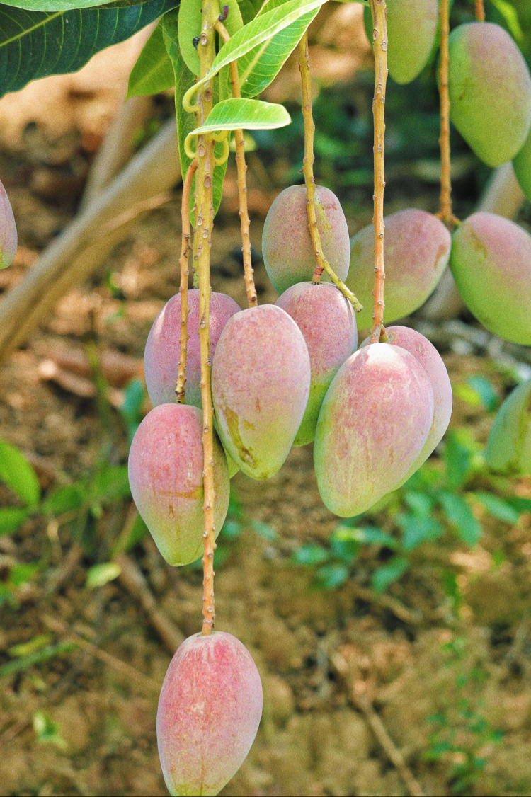 ALANYA MANGO ADET
