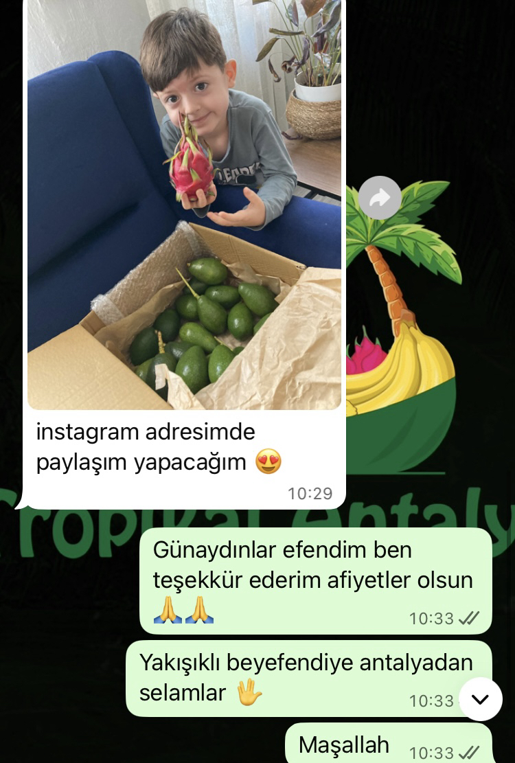 4KG AVOKADO (Clifton)