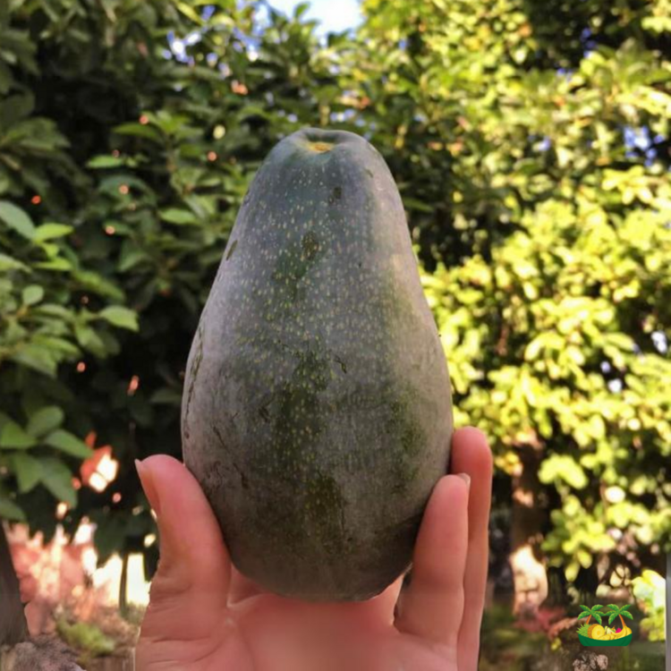 AVOKADO (ADET) 250gr