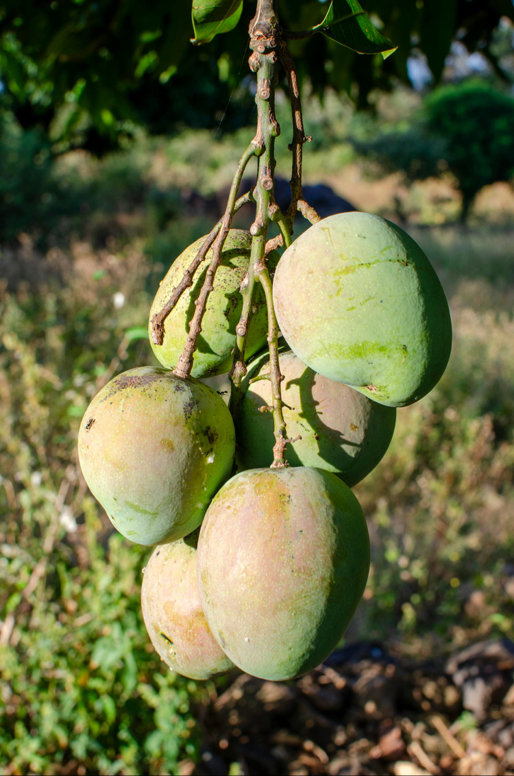 ALANYA MANGO ADET