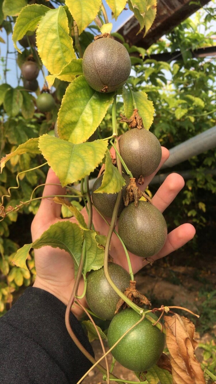 PASSİFLORA (3 ADET)