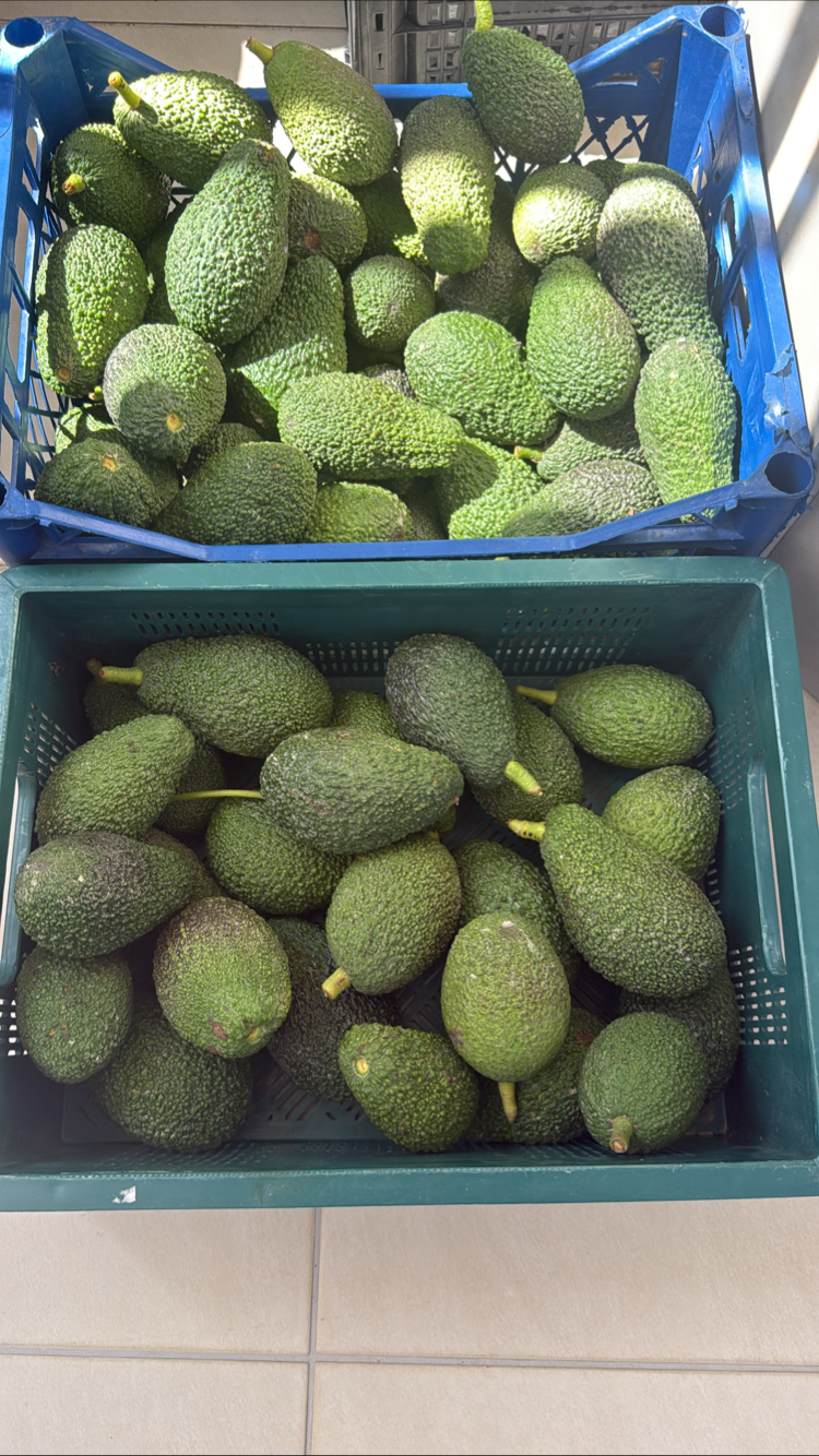 Avokado / Has / 1 kg
