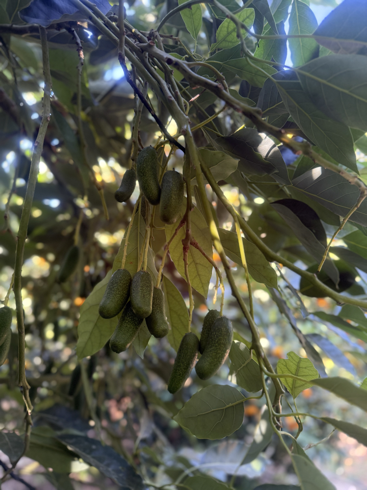 Baby (parmak) avokado 1 kg