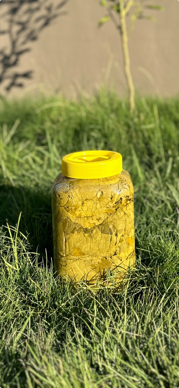 2026 SEZONU UMAİ YAPRAK SALAMURA 5 kg'lık Bidon