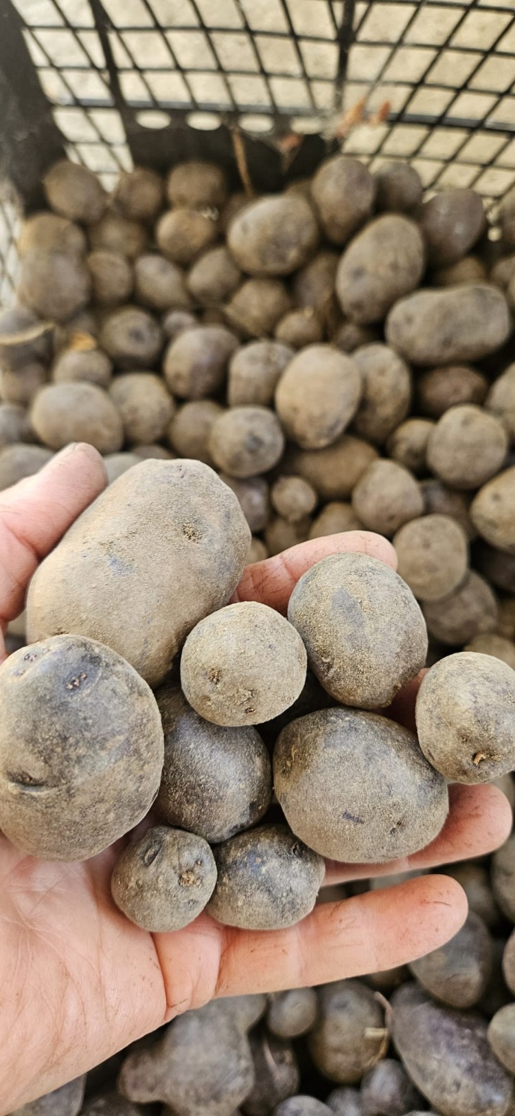 Mor Patates