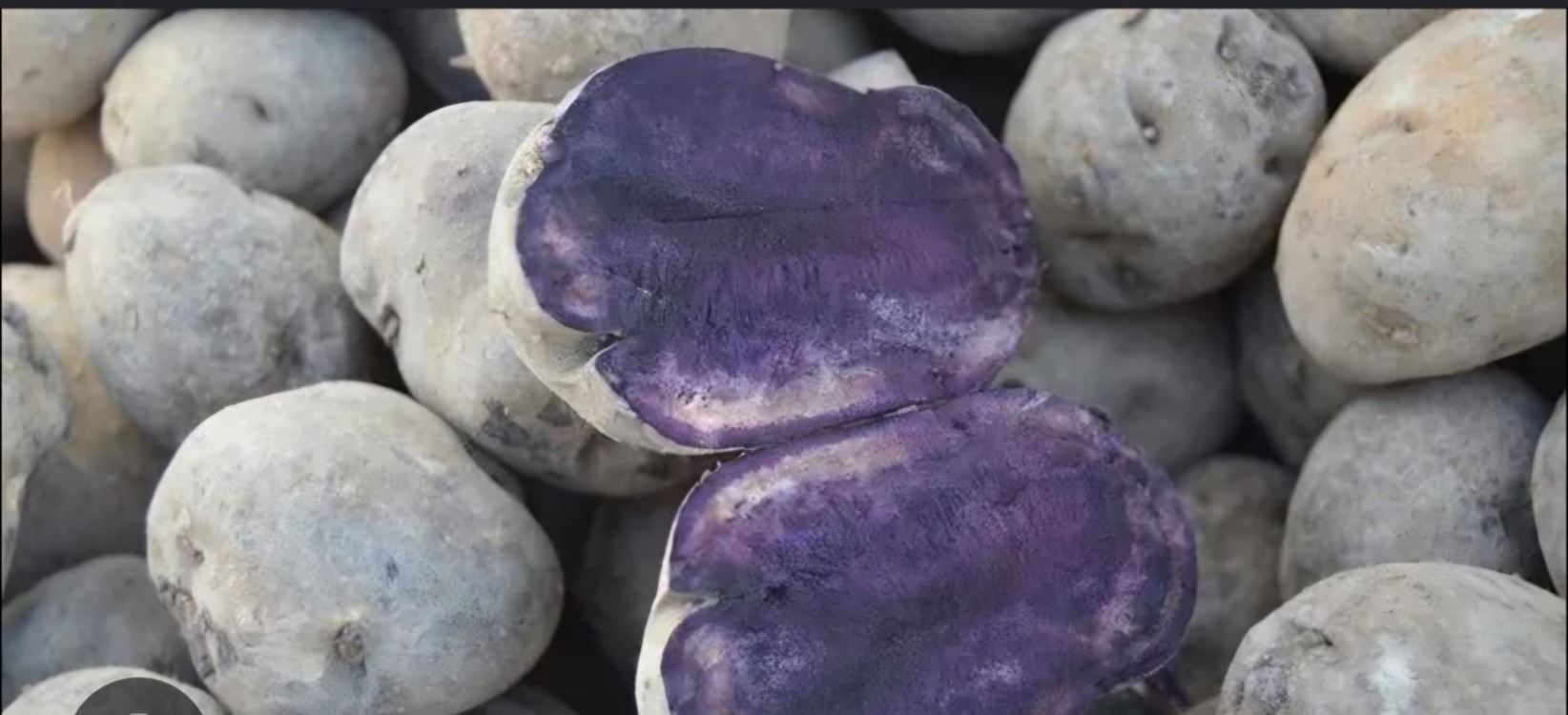 Mor Patates