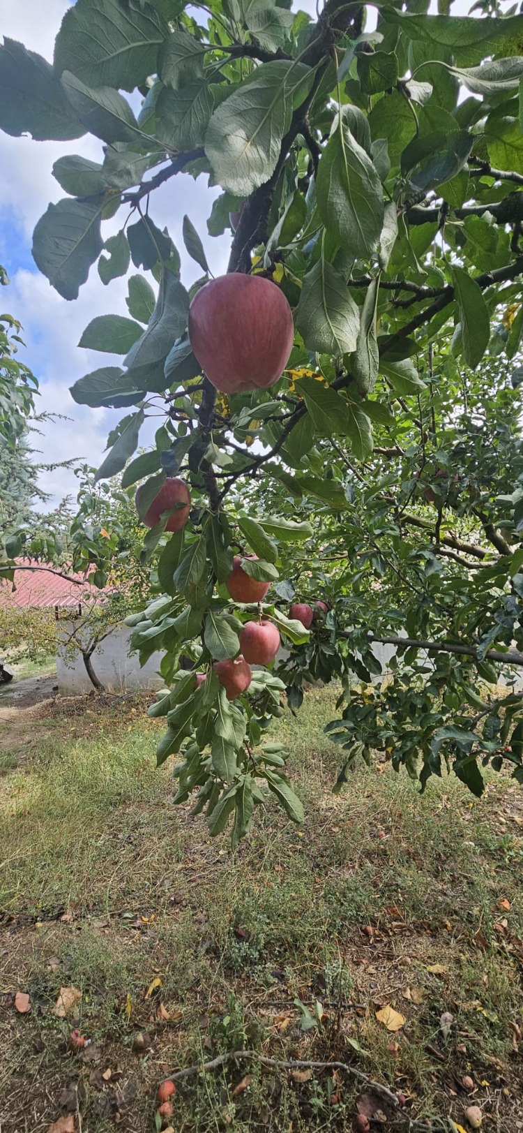 Kırmızı Elma