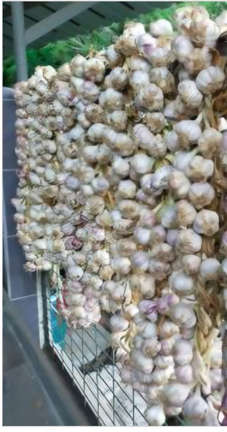 Baş Sarimsak kg