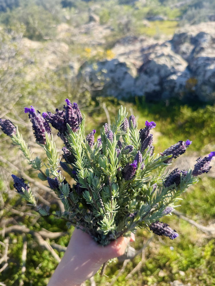 Karabaş Otu (1 demet) 