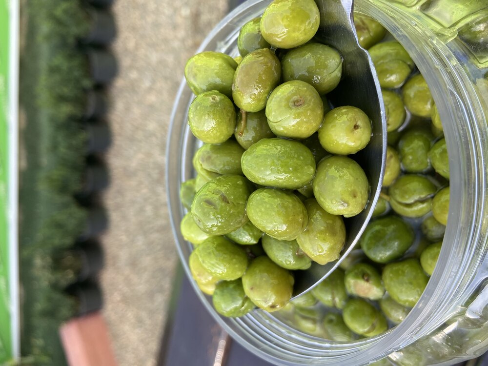 Yeşimdenal Hatay Halhalı Yeşil Kırma YENİ SEZON Zeytin 5lik bidonda