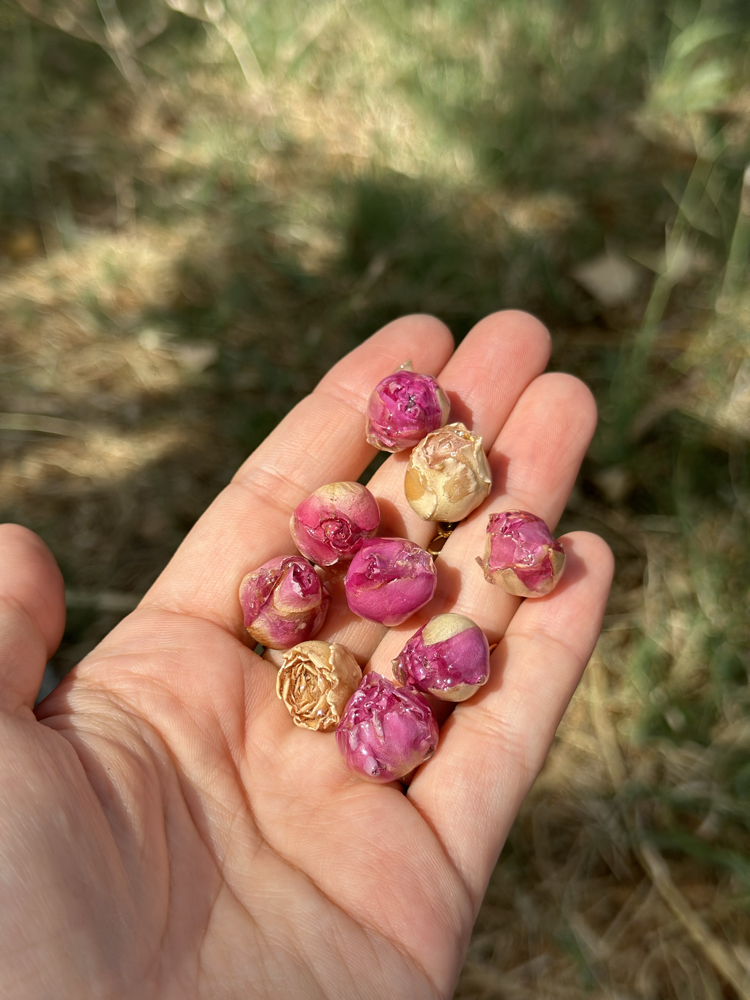 Gerçek Gül Charm 
