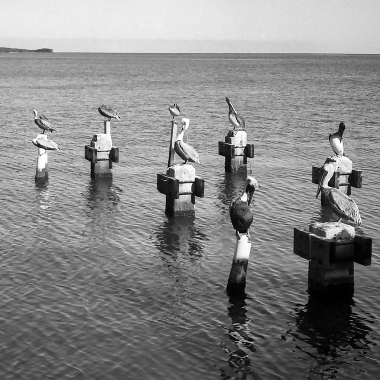 Kodak T-Max 100