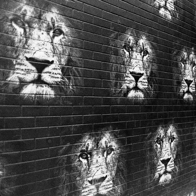 Kodak T-Max 100