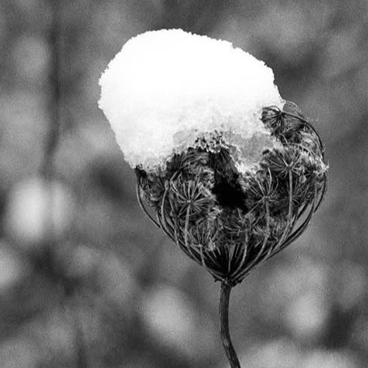 Kodak T-Max 100