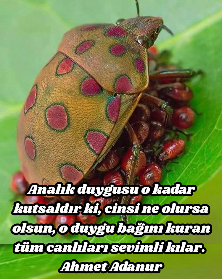 FİKİR KIRINTILARI