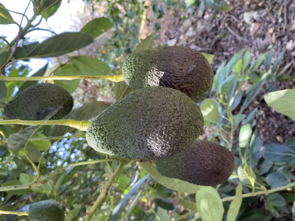 Hass Avokado
