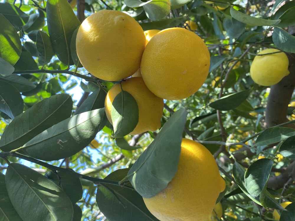 Tatlı Limon 
