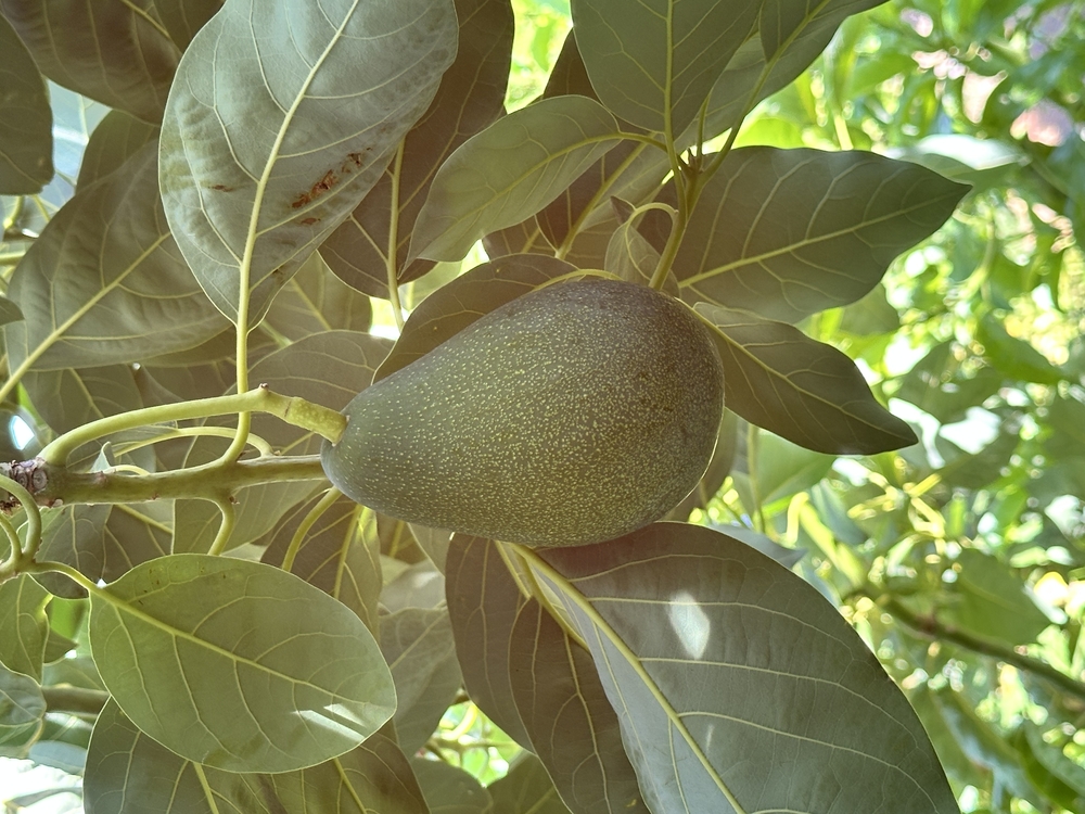 Avokado (Erkenci)(Clifton)(Büyük boy)